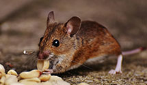24 Hour & Emergency Exterminators in San Fernando, CA